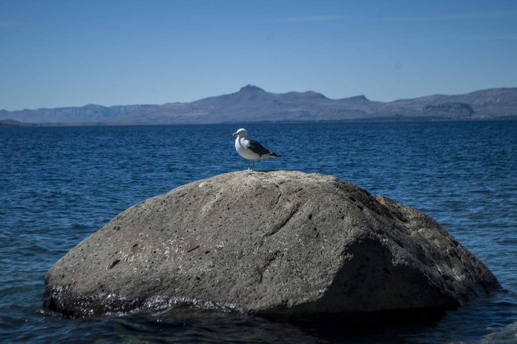 Gabiotapiedra