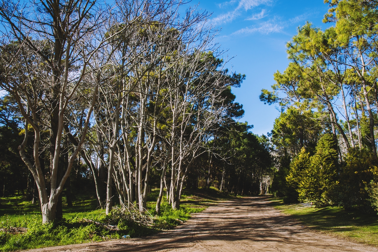 Cariló: un bosque junto al mar