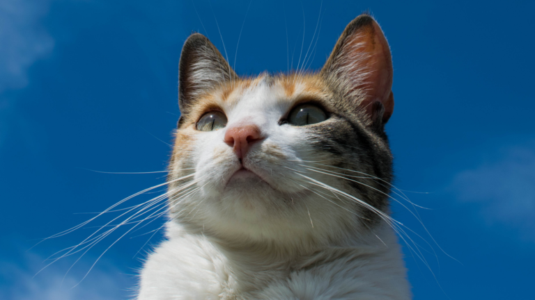 MASCOTAS: ‘NUTRIQUE no tiene competencia’